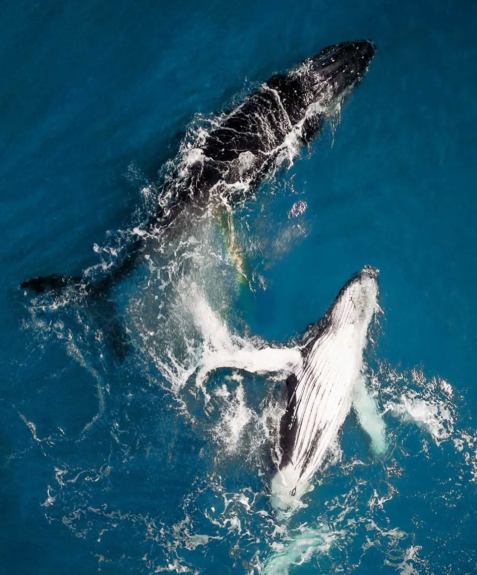 Humpback whales