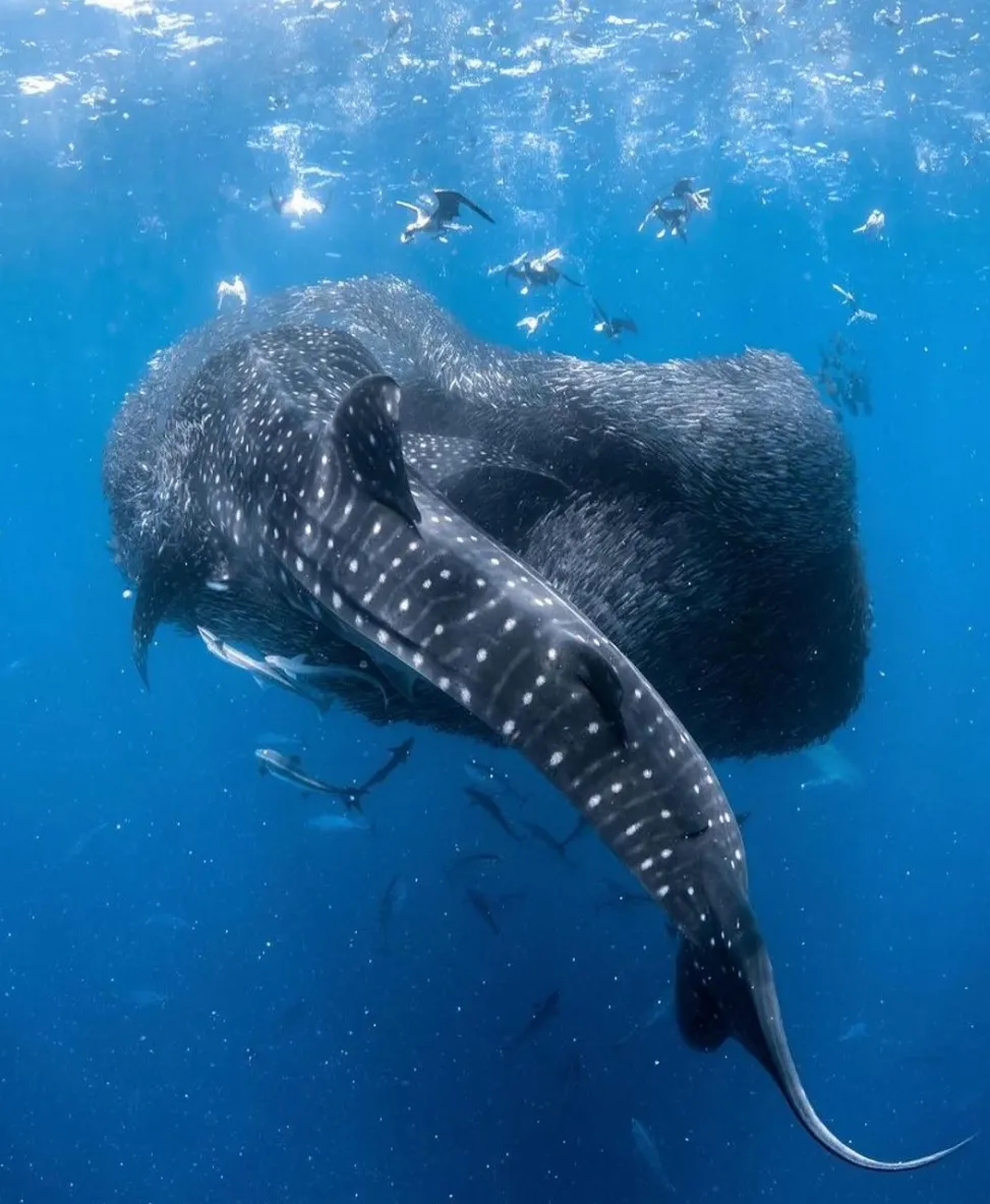 Ningaloo Reef