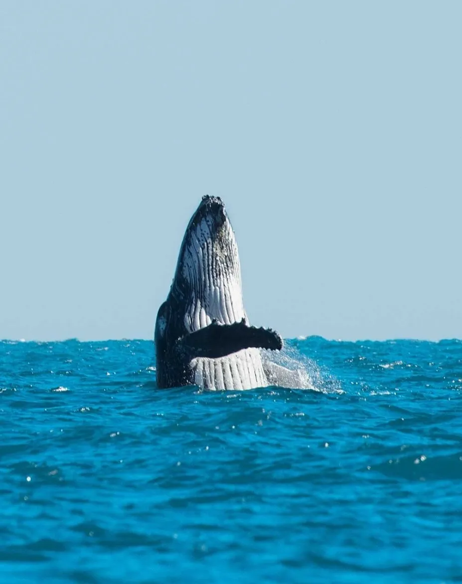 whale shark season