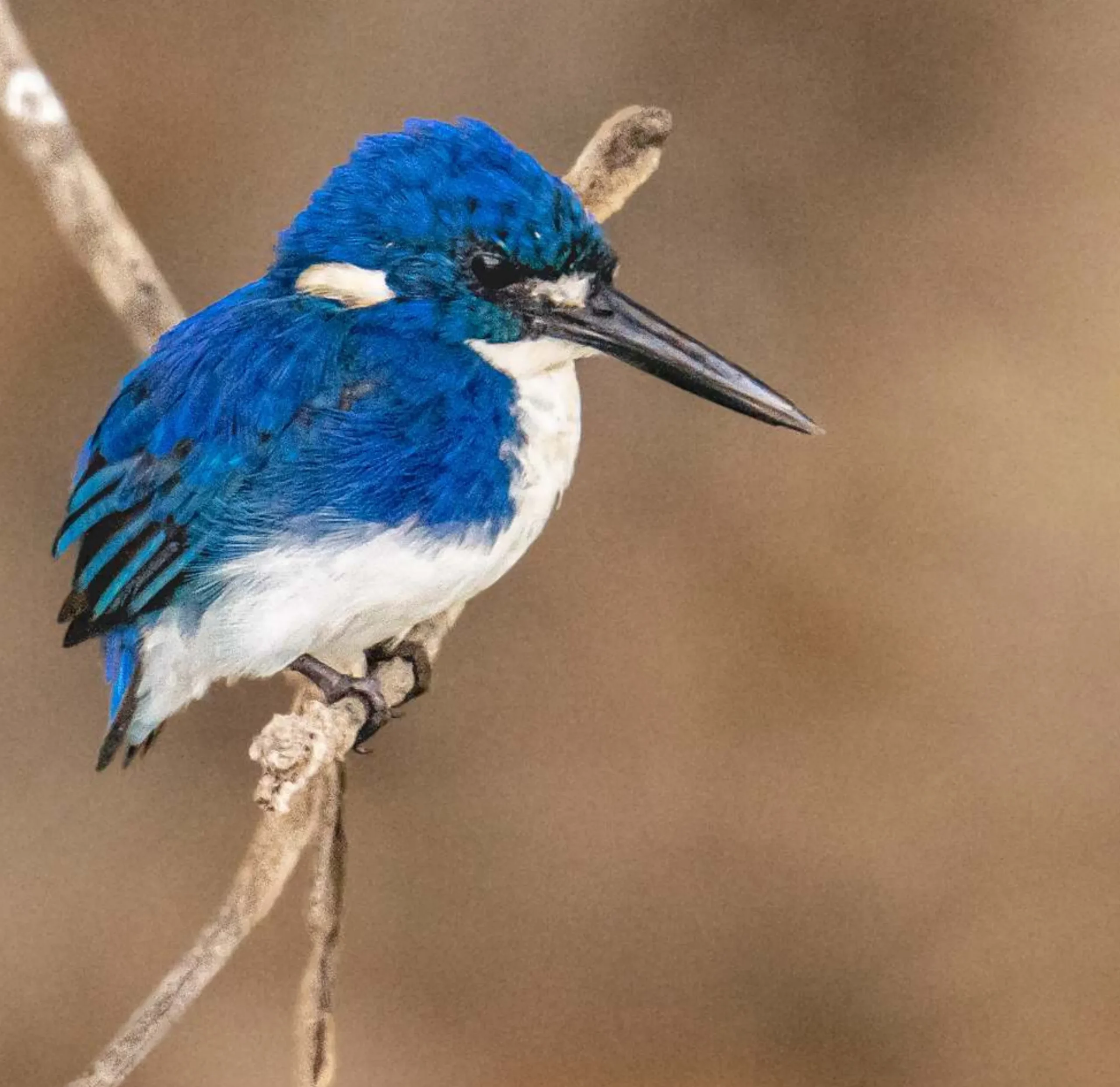 Birdwatching Spots, Billabong