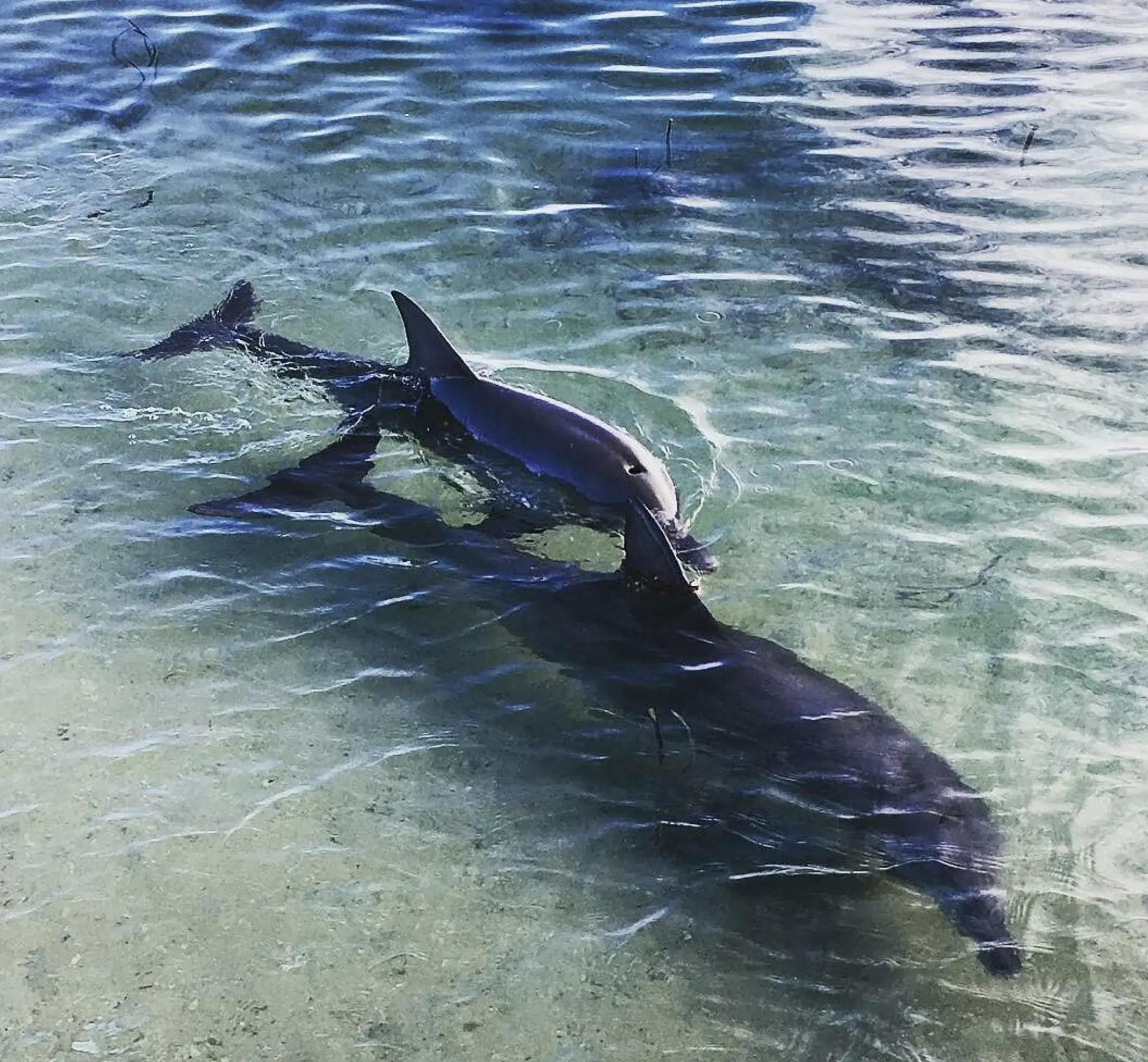 Marine Conservation Australia