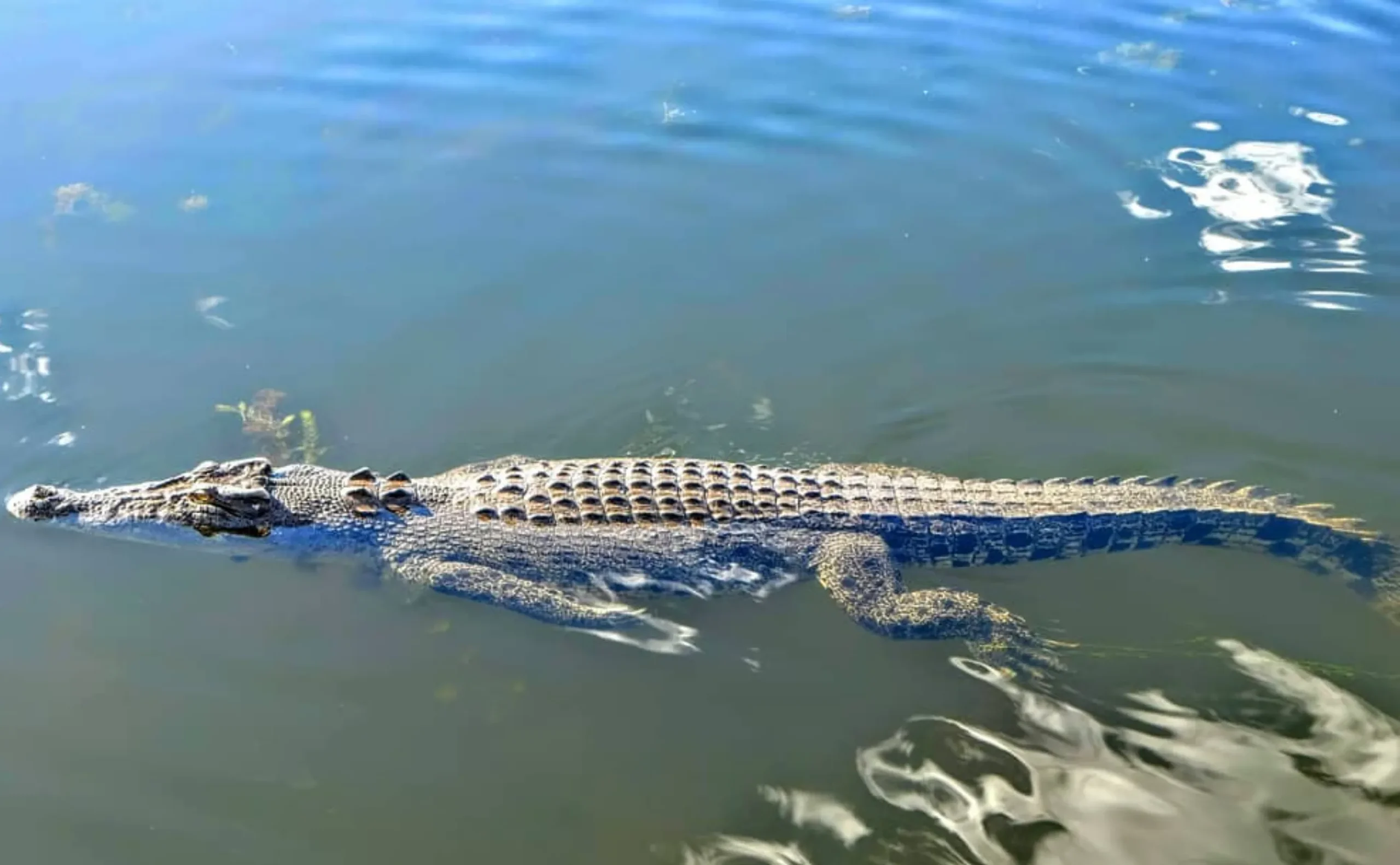 Saltwater Crocs, Billabong