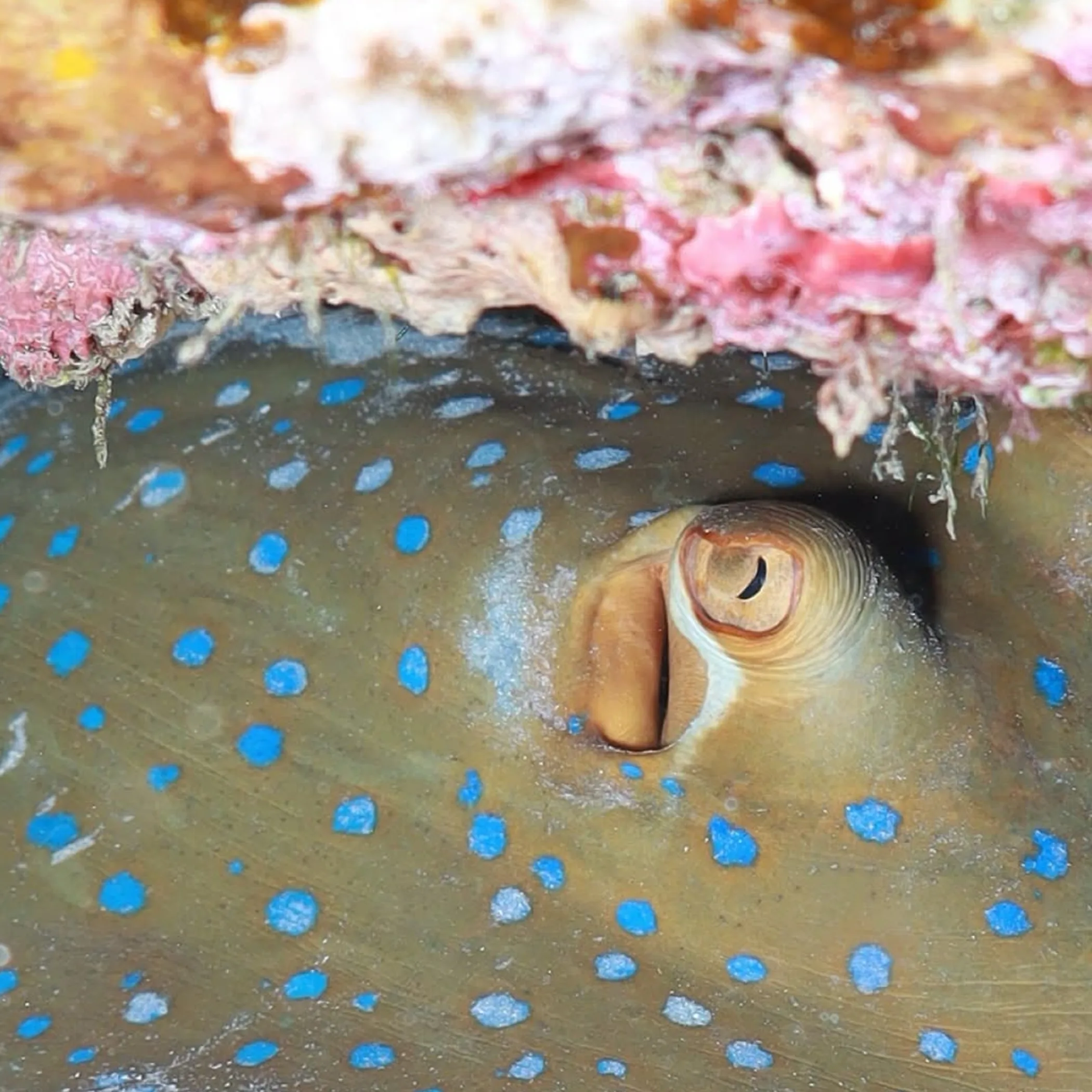 colorful coral reef with fish