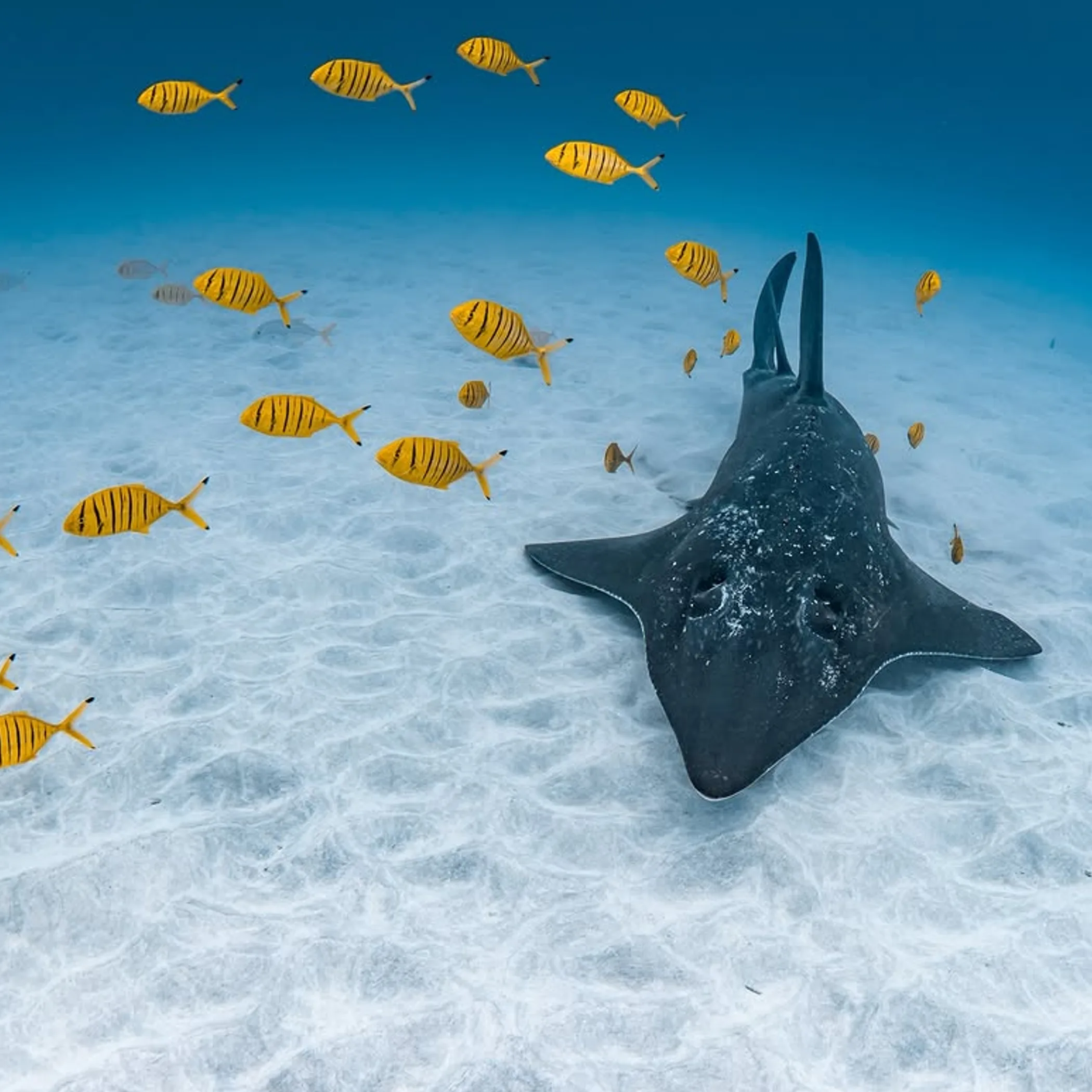 underwater marine life near coral reef