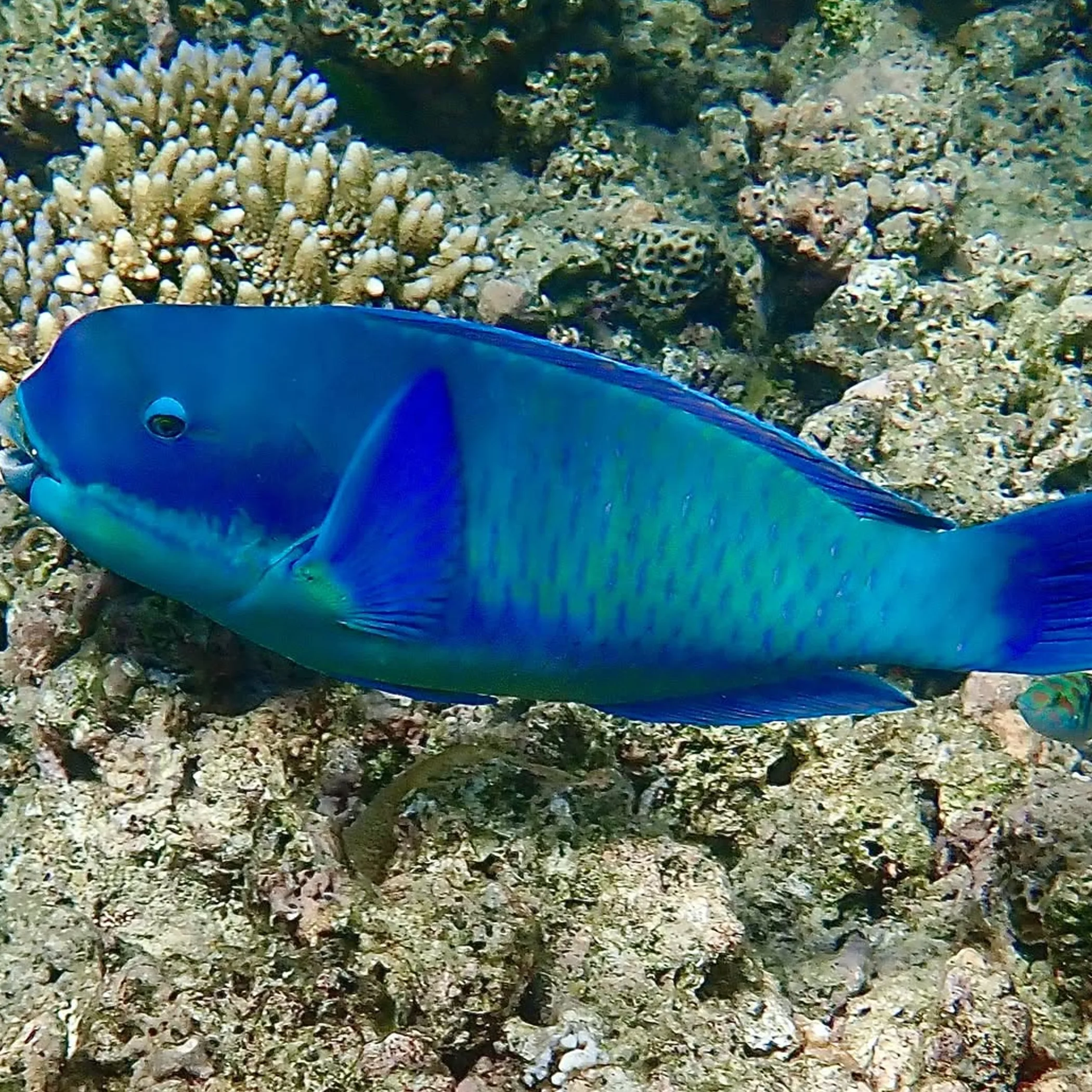 clear underwater reef with fish