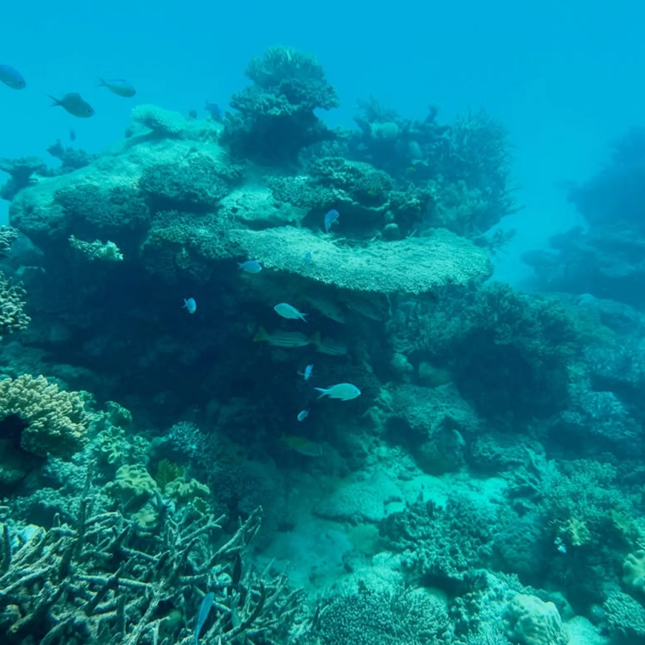 great barrier reef marine life underwater