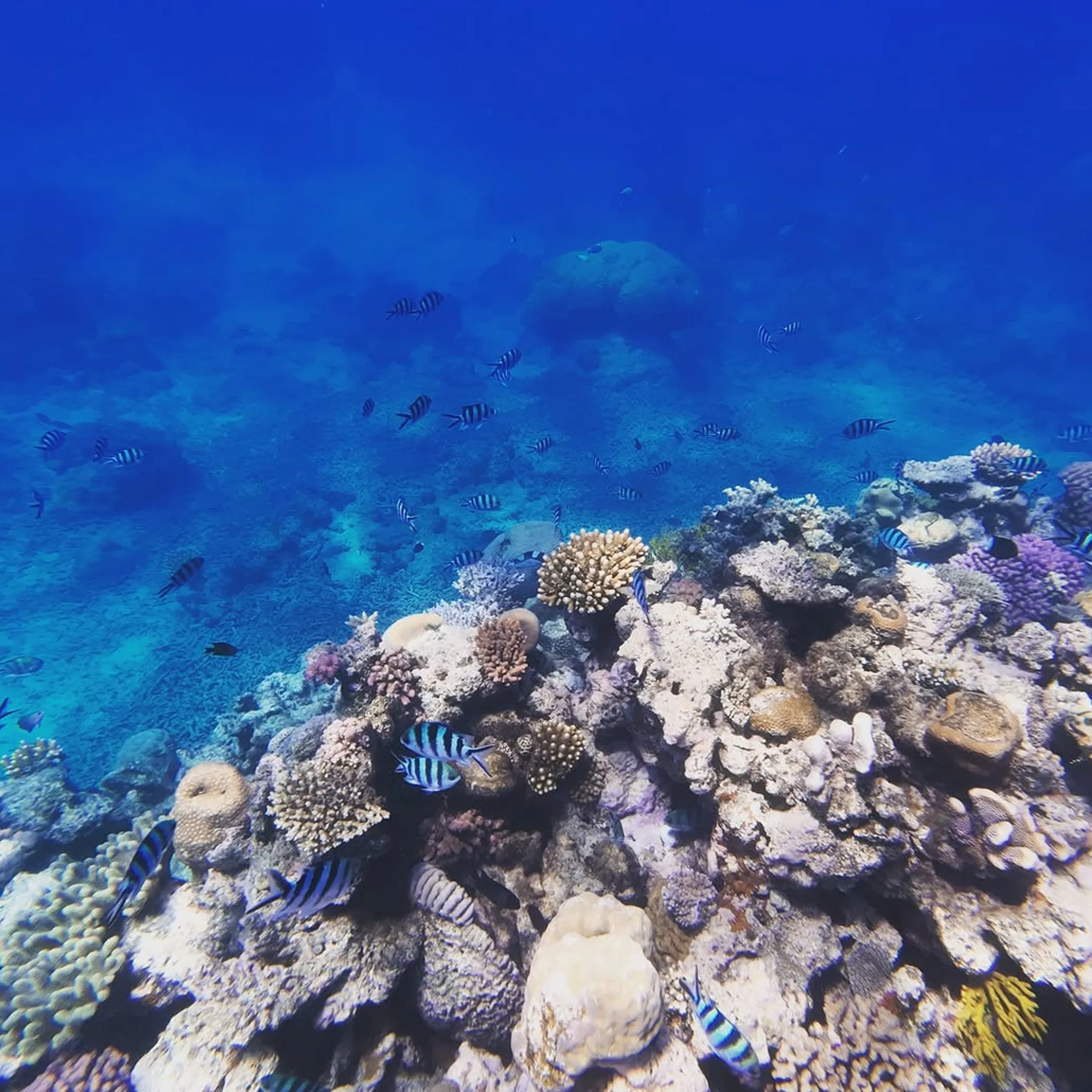 clear reef with colorful fish