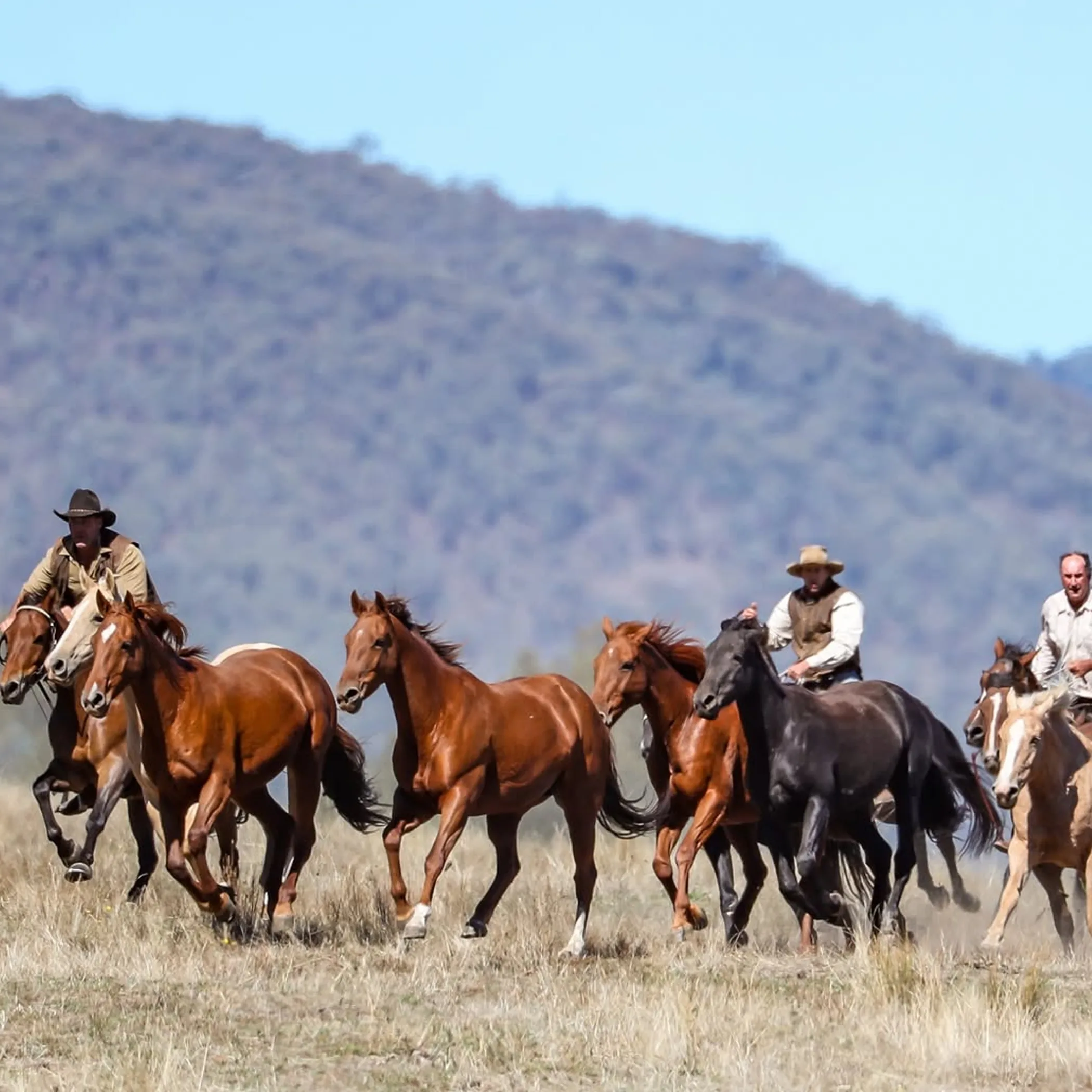 riders and horses